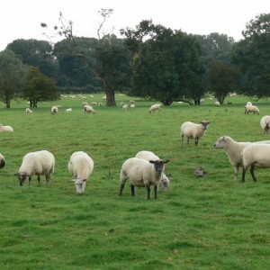 The Best Place to Install Animal Incinerators Sheep Incinerator | Burn-Rite